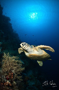 Swimming Turtle by Julian Cohen 